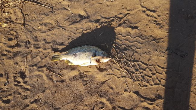 And outside, there were birds that just left this fish in the parking lot. 