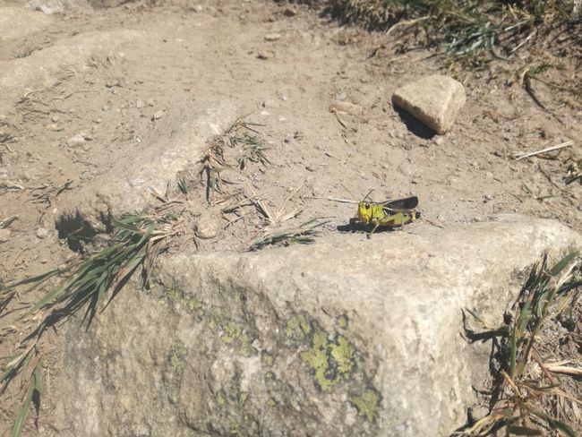 Grasshopper on the trail!