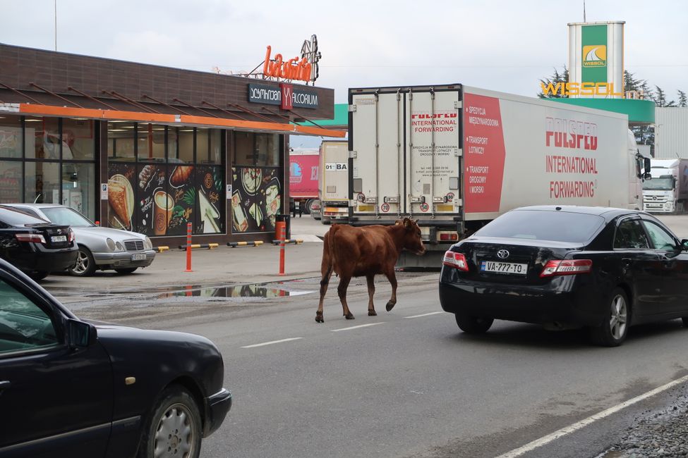 Kühe auf der Straße sind ganz normal