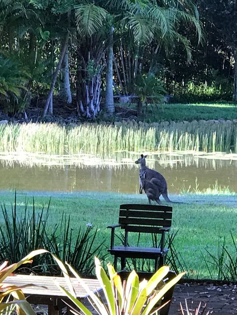 Kangaroos im Garten der Unterkunft