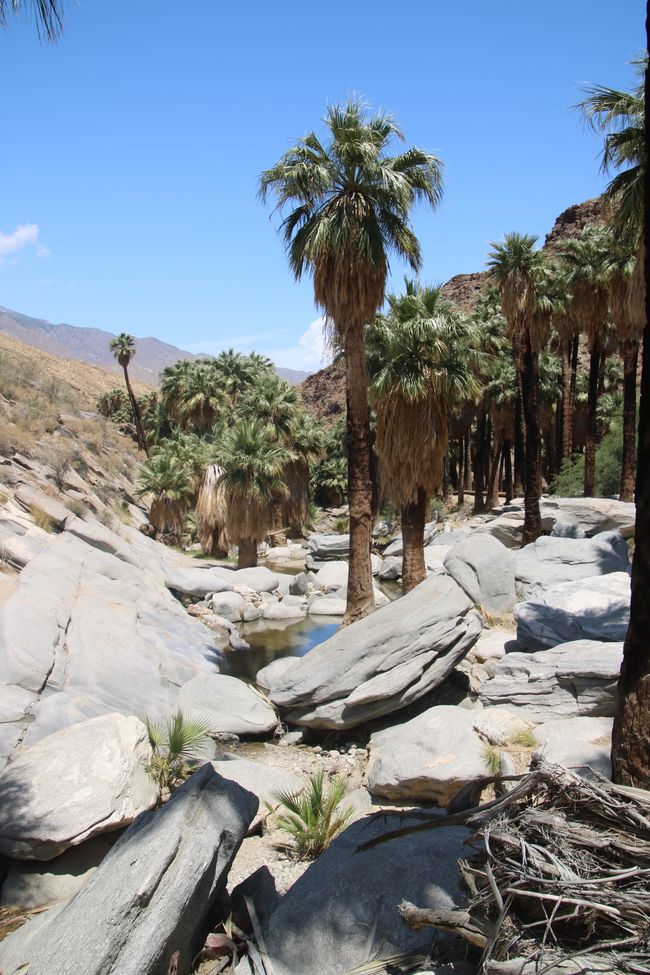 Let’s go outside – Not only Palm Canyon is waiting!