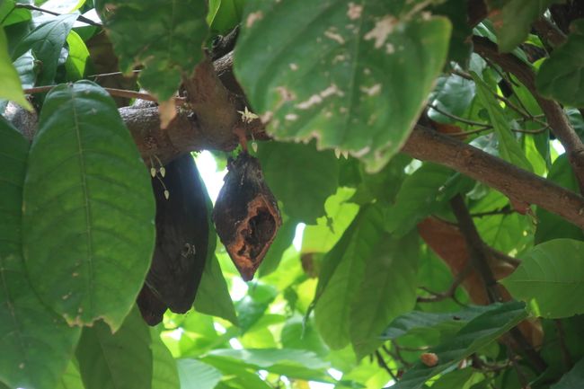 Kakaopflanze