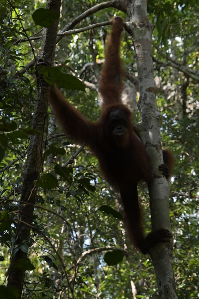 Indonesia - Borneo - Tanjung Puting NP - Orangutan