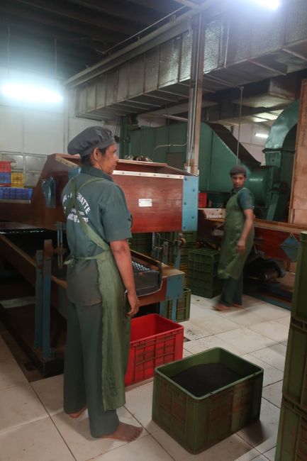 Mitarbeiterinnen in der Teefabrik