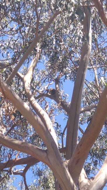 Koala at Kennett River