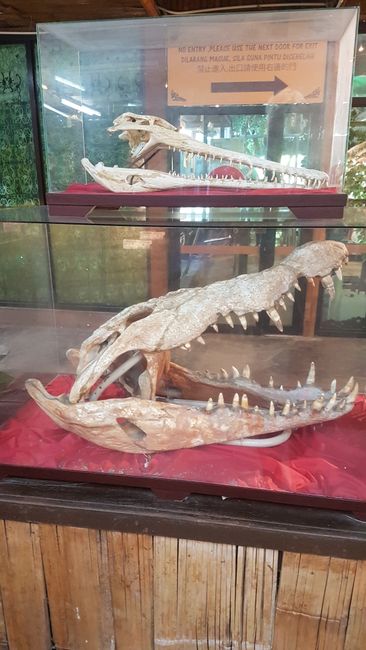 Yes, the jaw of a crocodile can become so huge. 