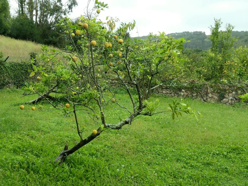 13. Etappe Santillana del Mar nach Comillas