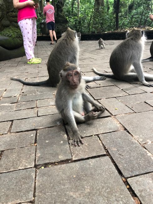 Ubud, monkeys and rice