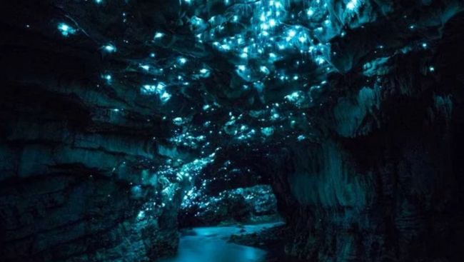 Waitomo glow worm caves