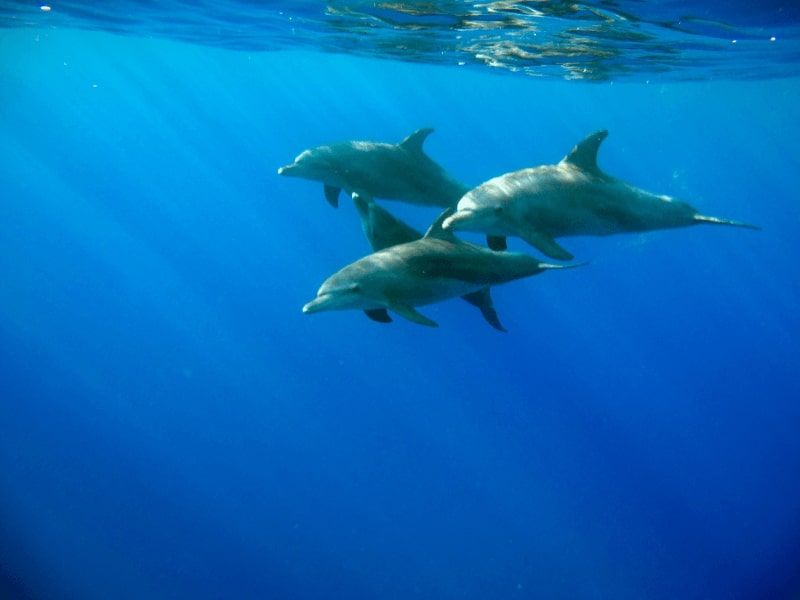 delphinschwimmen hurghada, delfinausflug hurghada
