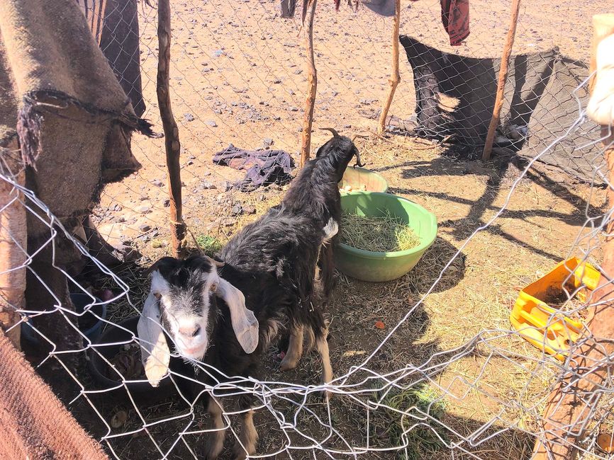 Two goats provide fresh milk.