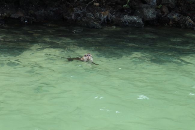 Another swimming monkey.