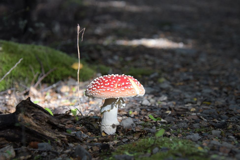 Nelson Lakes NP: Fly Agaric