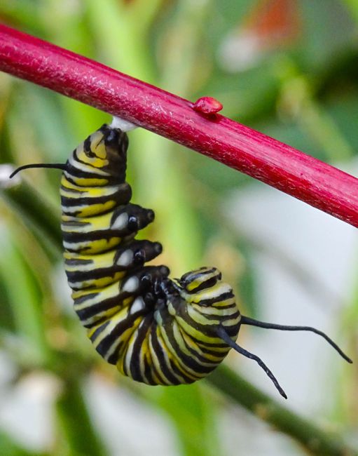 Monarch butterflies hatching in Emma's garden! From caterpillar...