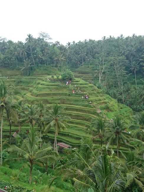 Rice terraces