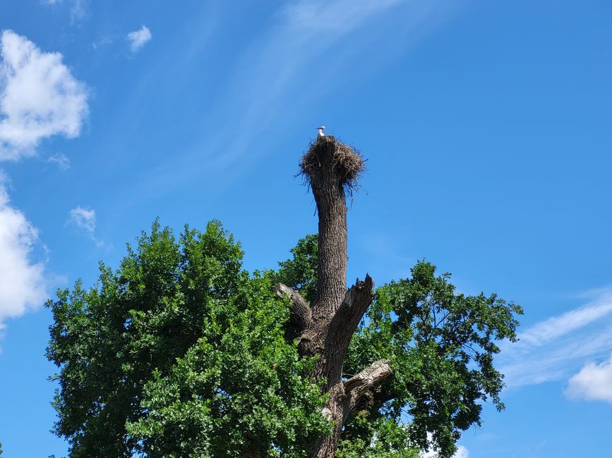 Stork akwụ na Lednice Chateau Park
