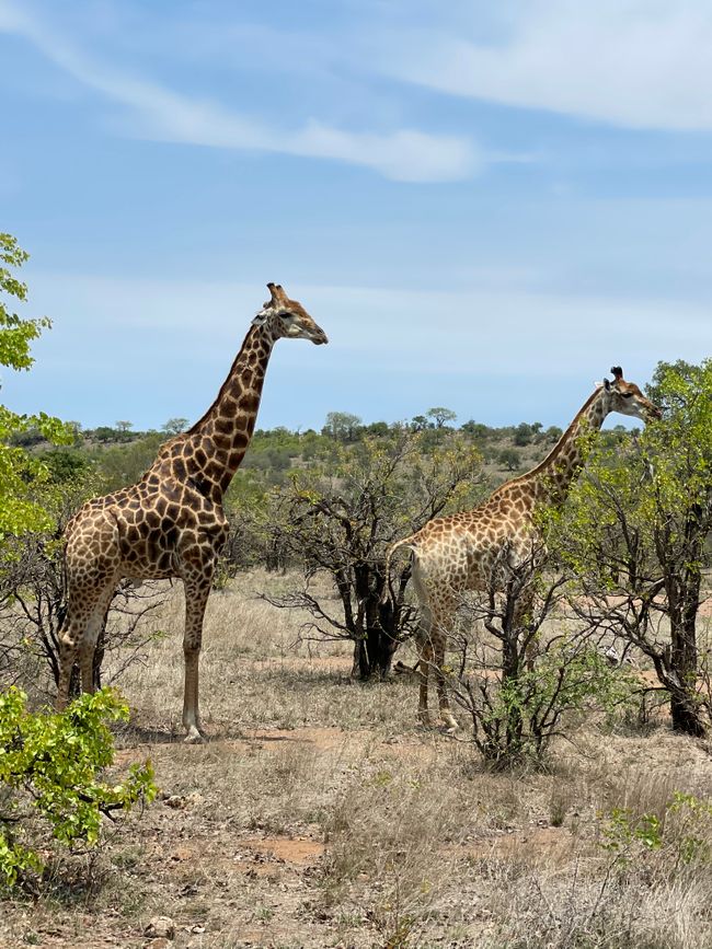 Trip to Kruger National Park