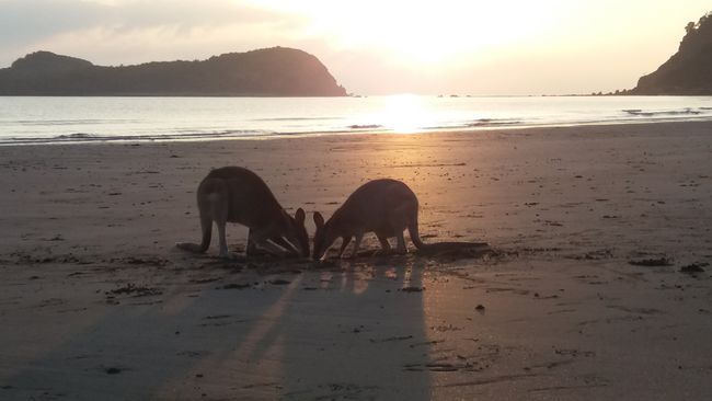 Sonnenaufgang mit den Kängaruhs am Strand