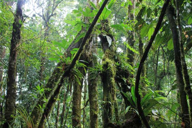Homestay in the Jungle near Tena