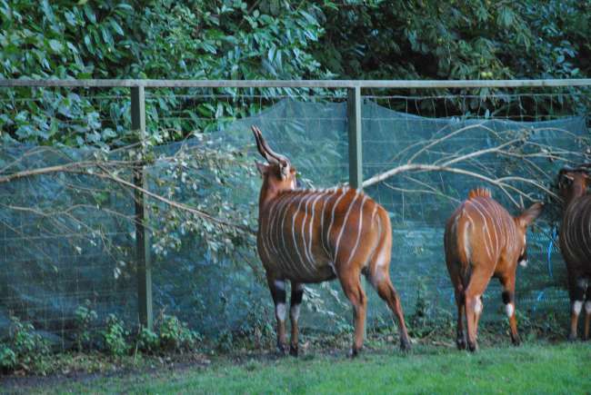 Dublin Zoo (25.09.2016)