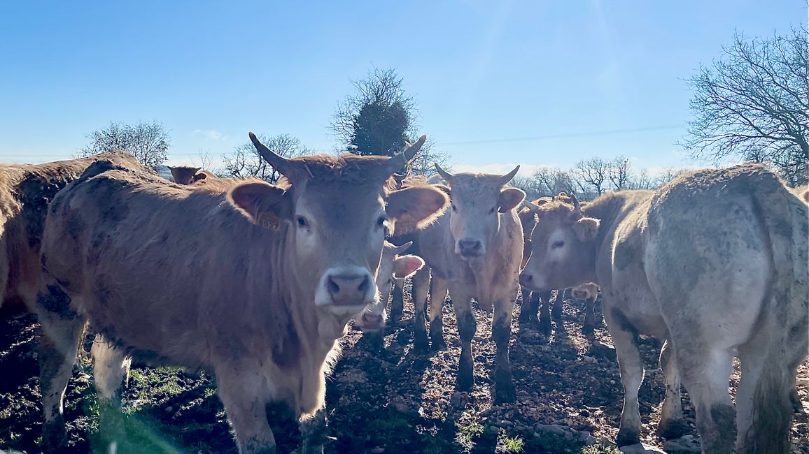 Curious girls