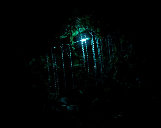 NZ glowworms