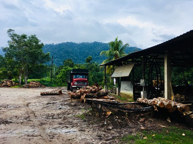 Holy Shit - 3 Wochen im malayischen Dschungel