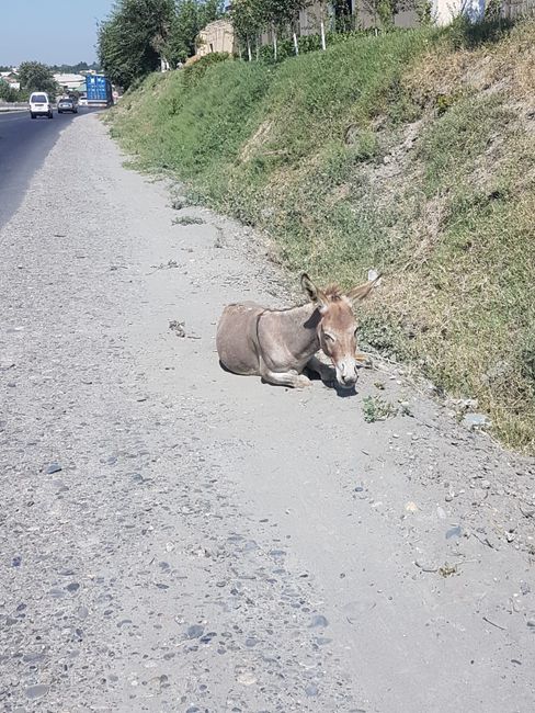 Little donkey on the roadside