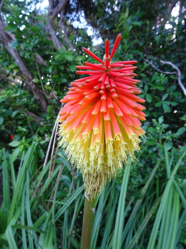 Wunderschöne Flora bei Tukutaka 
