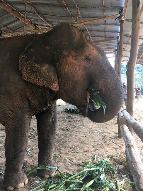 चियांग माई की हाथी जंगल संरक्षण संस्था