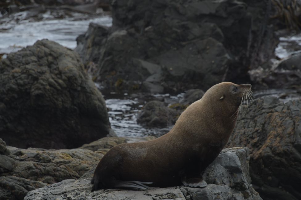 Wellington - Fur seal at Sinclair Head