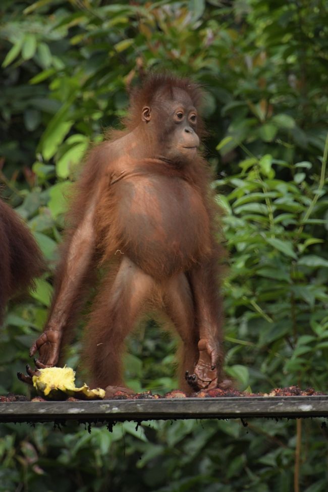Orangutan at the Camp Leakey feeding ground