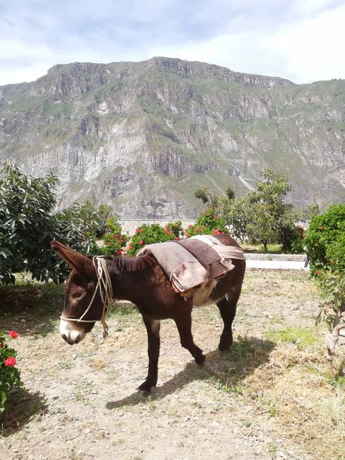 Donkeys for transportation of people and goods