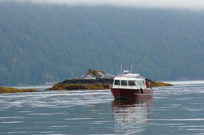 More grizzlies & a black bear - boat tour from Telegraph Cove