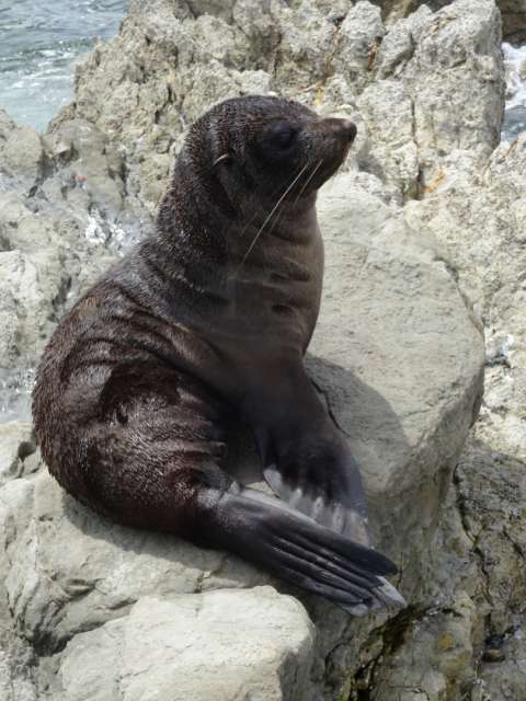 Sea lion in Kaikoura up close