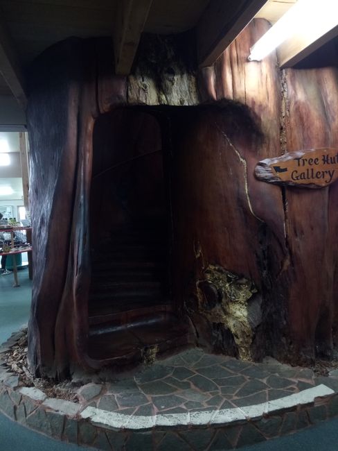 Treppe im Kauri-Baumstück