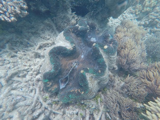 Great Barrier Reef 🐠🐡🐟