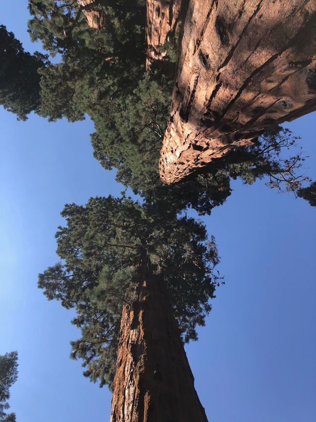 Fresno und Sequoia Nationalpark