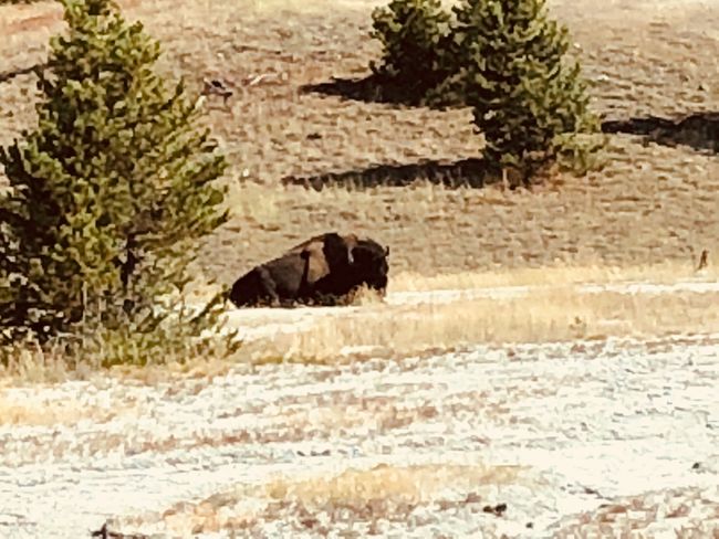 Day 8 | 05.09.2018 Thayne - West Yellowstone