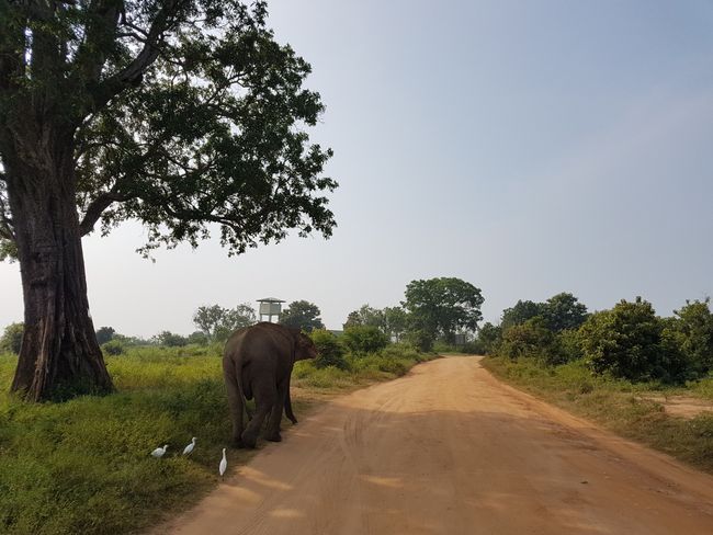 Udawalawe Nationalpark - Sri Lanka