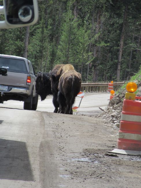 Yellowstone und noch ein Bär