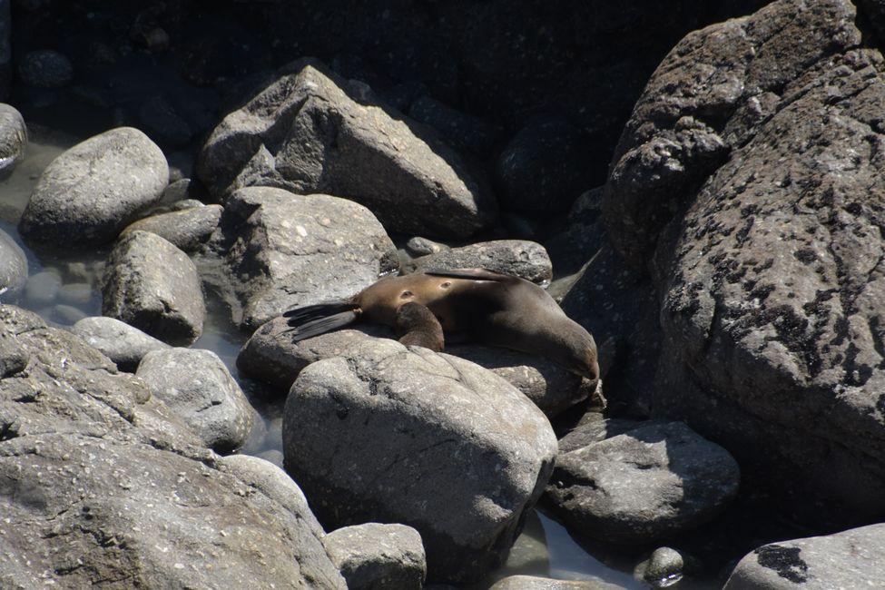 Cape Foulwind - Fur seals