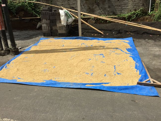 Reistrocknung auf der Straße