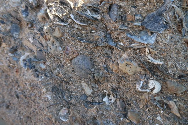 Fossile Muscheln und Gestein vergangener Epochen
