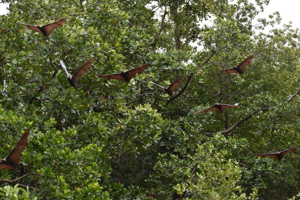 Daintree, Boottour. Flying Foxes