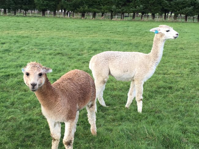 The house's llamas also looked wet