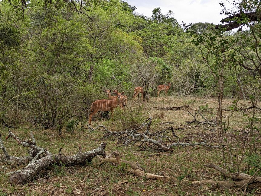 Hluhluwe-Imfolozi-Nationalparks
