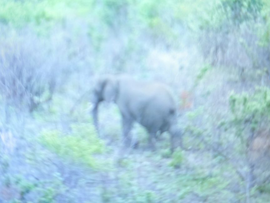 Hluhluwe-Imfolozi-Nationalparks