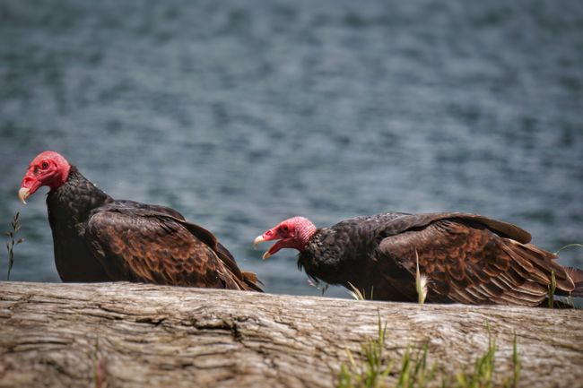 Our constant companions: Turkey vultures