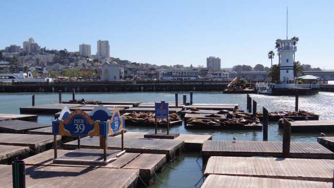 Pier 39 mit seinen Seelöwen